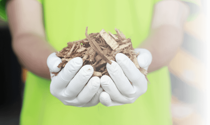 biomass production