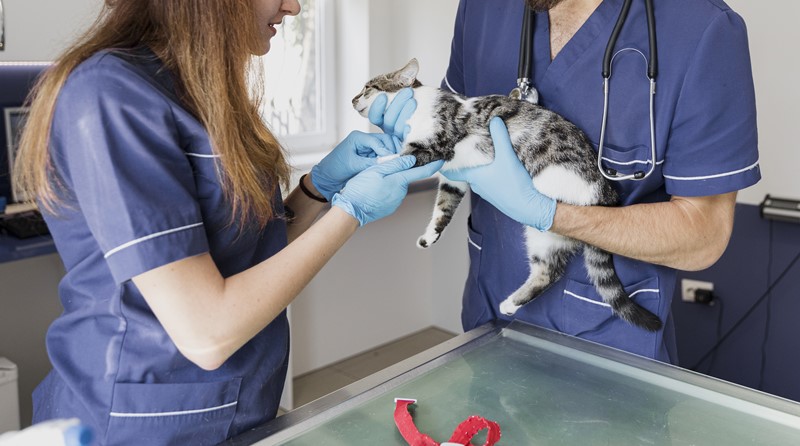 Love & Care Vet Students